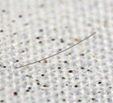 extreme close-up of a single hair on cloth with gunshot residues