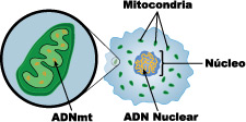 Imagen de ADN nuclear y de ADN mitocondrial