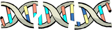 Imagen de ADN en fragmentos ms pequeos