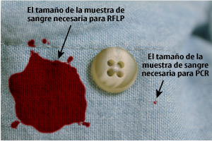 Imagen de los tamaos de sangre RFLP y PCR