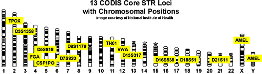 Image of 13 Core STR Loci with Chromosomal Positions
