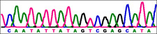 Image of DNA Sequences
