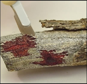 Shaving dry blood off an absorbent surface - wood